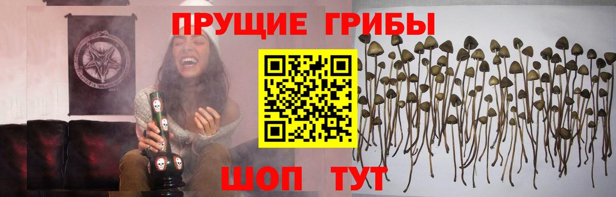 Тула  Псилоцибиновые грибы Cubensis  Вход с VPN 